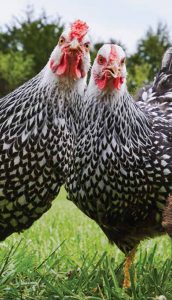 Silver Laced Wyandotte Hens